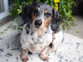 Chien Teckel